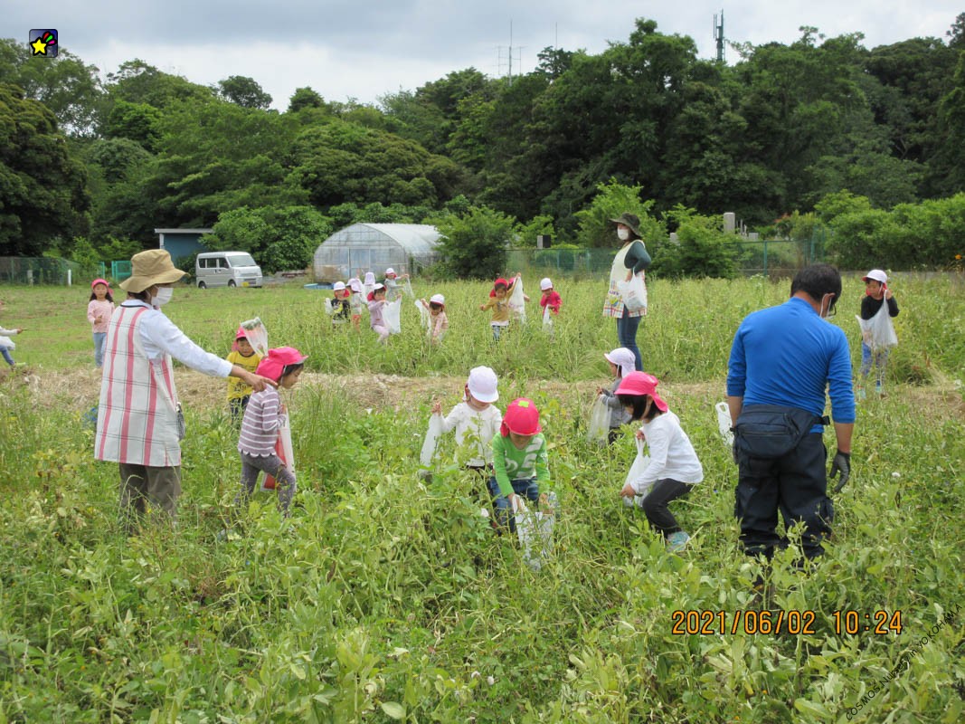 そら豆収穫　幼児クラス