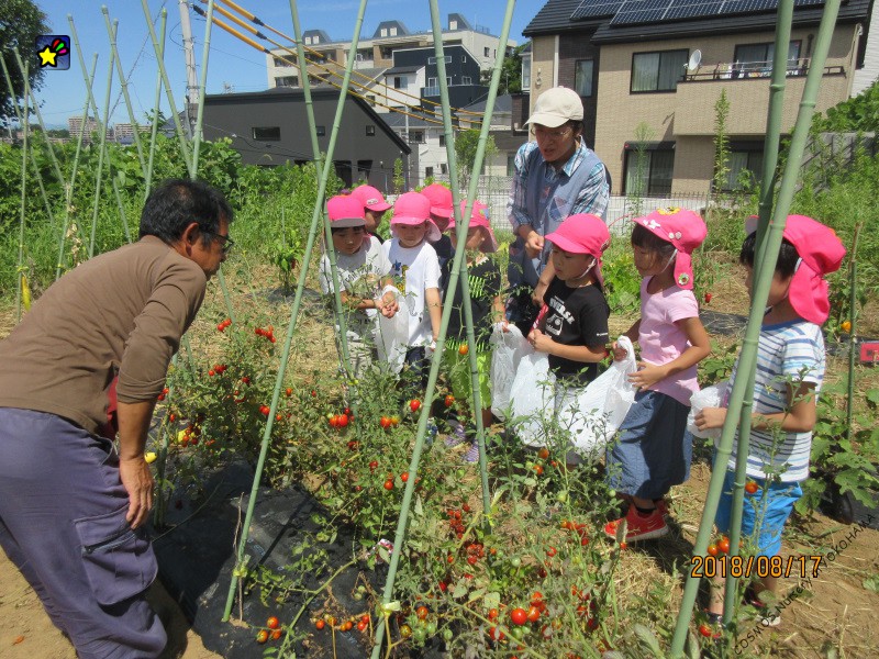 農園に行きました。つきほしぐみ　８月１７日