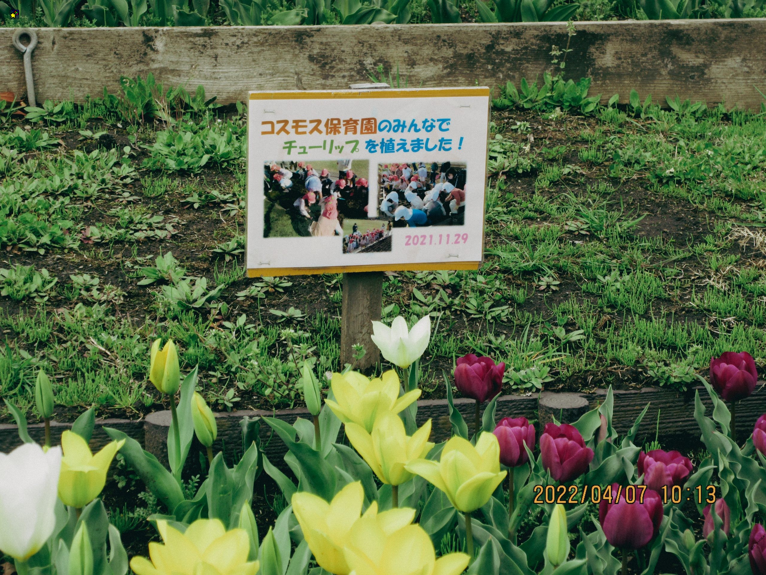 COSMOS保育園のチューリップが咲きました