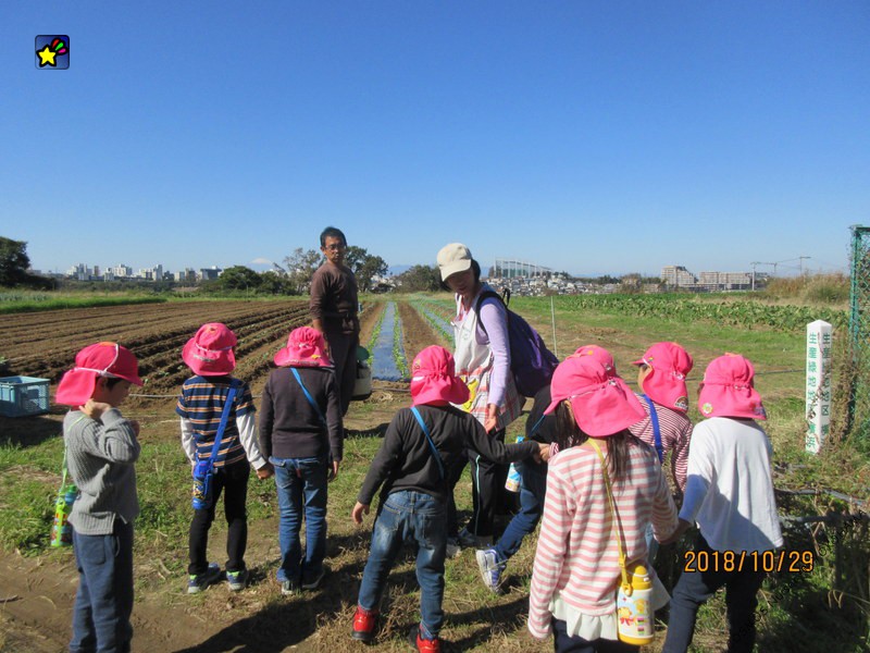 ハツカダイコンの種を植えました。１０月２９日
