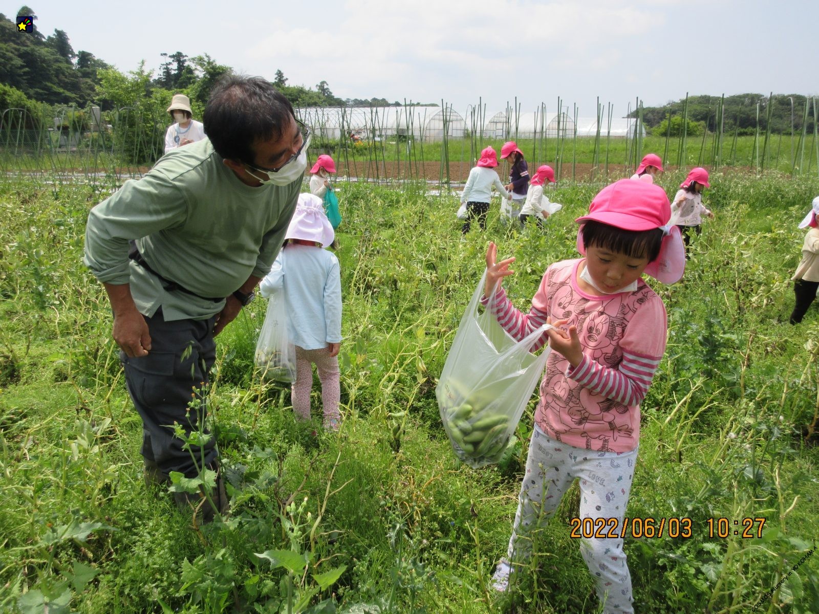 保護中: 提携農園でのそら豆もぎの様子です　
