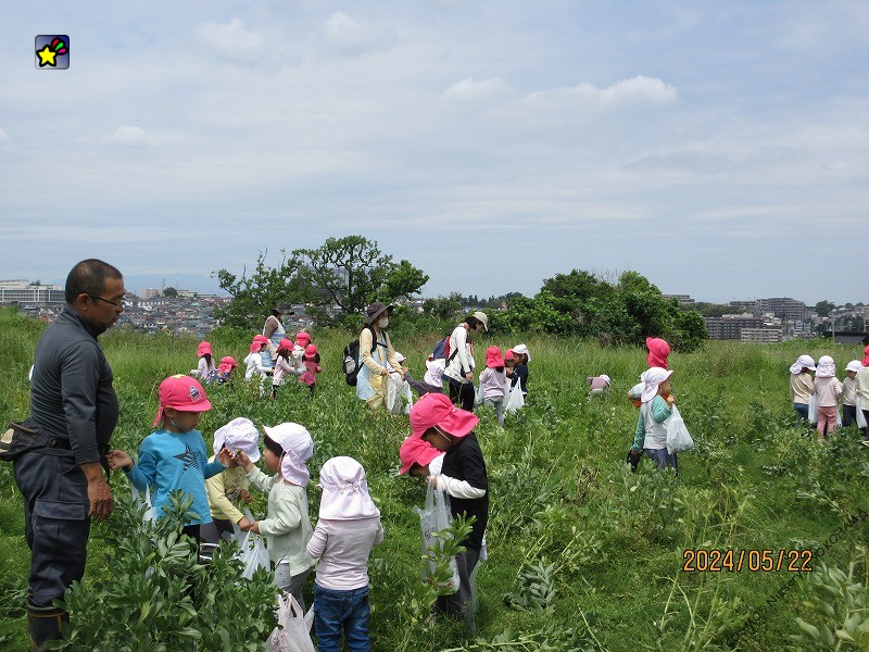そら豆もぎに行ってきました♪（ほしぐみ・にじぐみ・つきぐみ）