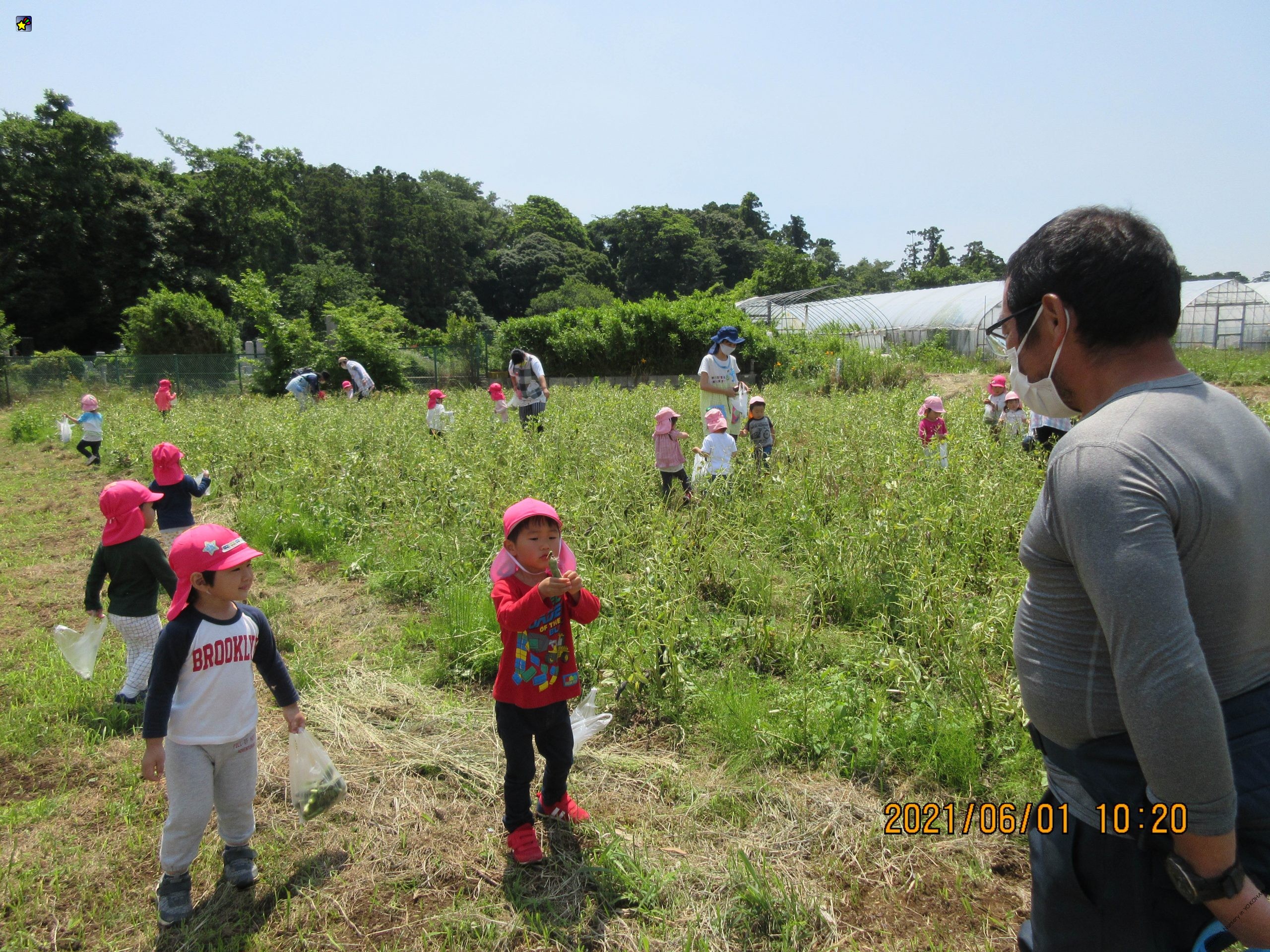 そら豆もぎ体験　かぜぐみ・Pocoかもめぐみ