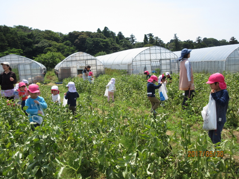 そら豆を採りに行ってきました　つき、にじ、ほしぐみ