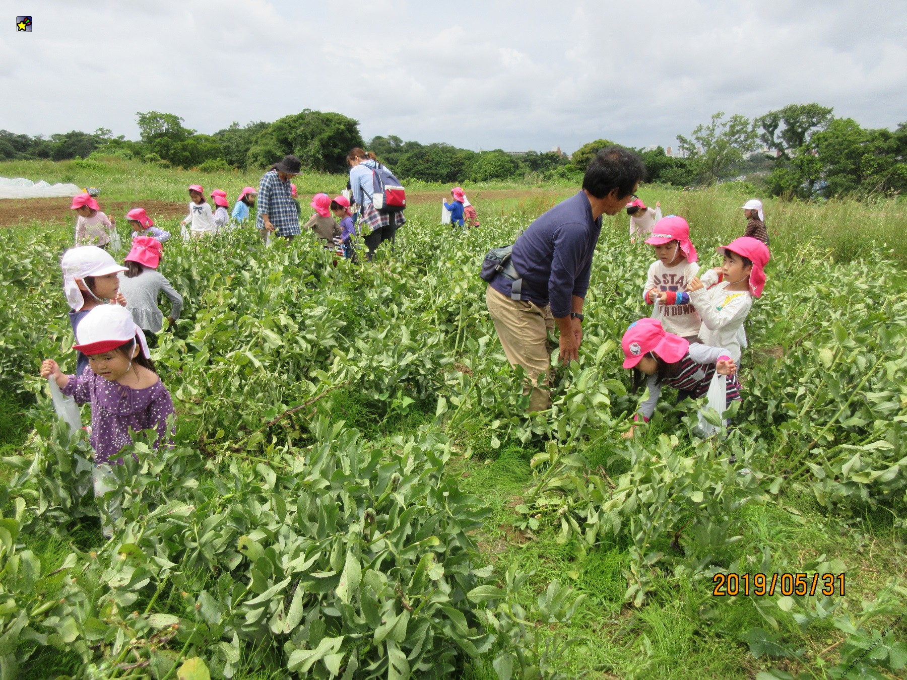 農園でそら豆を採りました。　幼児３クラス　５月３１日